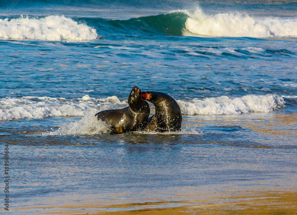 Obraz premium Australasian fur seal, Arctocephalus forsteri) frolic on land and the ocean, Otago, New Zealand