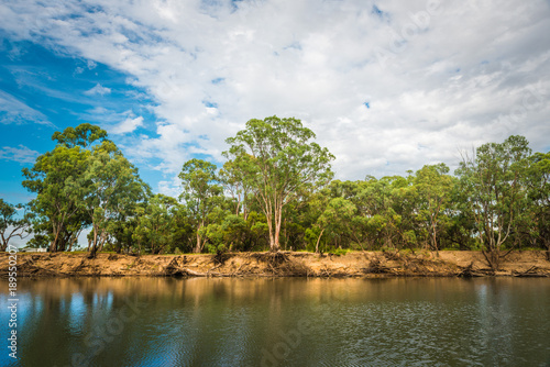 Australian Riverfront Landscape. Eucalyptus trees near  Murrumbidgee River in Hay, New South Wales, Australia photo