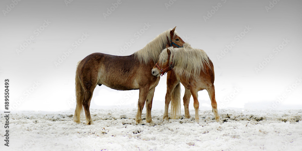 Fototapeta Dwa konie przytulają się na pastwisku
