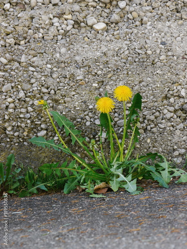 dandelions growing on asphalt 