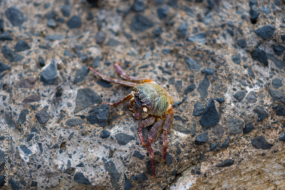 Hawaiian Crab on Rock