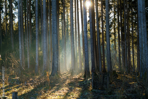 Fototapeta Naklejka Na Ścianę i Meble -  Tree trunks in a forest with backlight