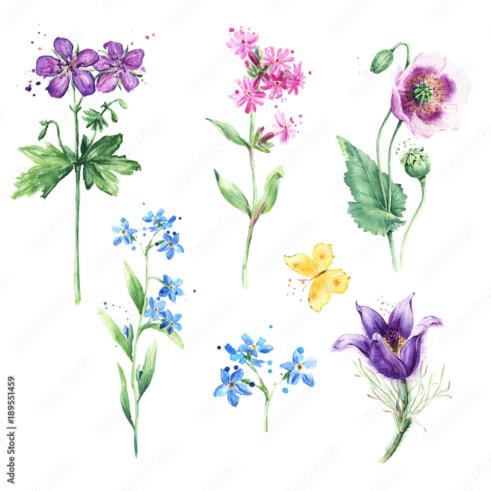 Meadow Floral Set Collection With Wild Flowers Drawing Watercolor Poppy Anemone Forget Me Not And Butterfly Stock Illustration Adobe Stock