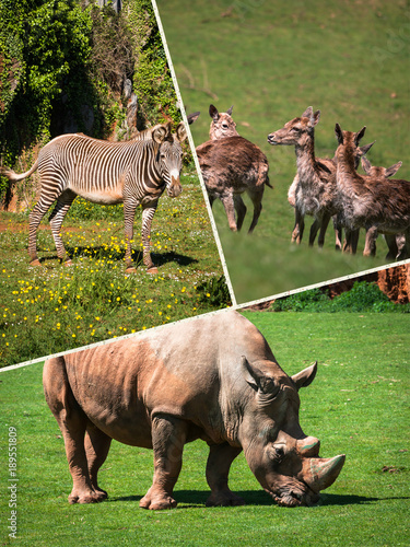  Collage wild african animals.