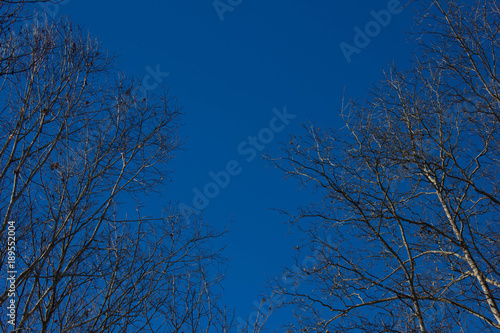 Blue sky with tree boarder