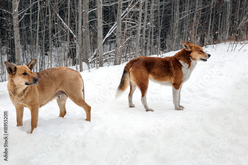 Homeless dogs.
Two dogs in the snow against a winter forest background.