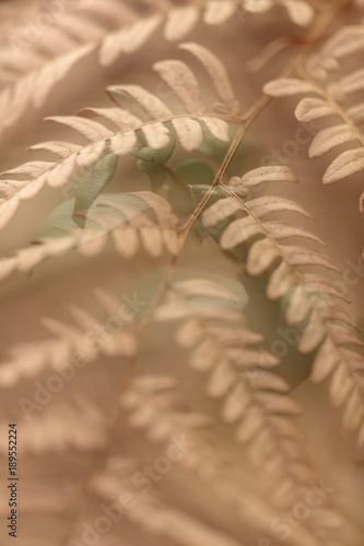 Fototapeta Naklejka Na Ścianę i Meble -  Multiple exposure　Feng shui 　Nature leaf