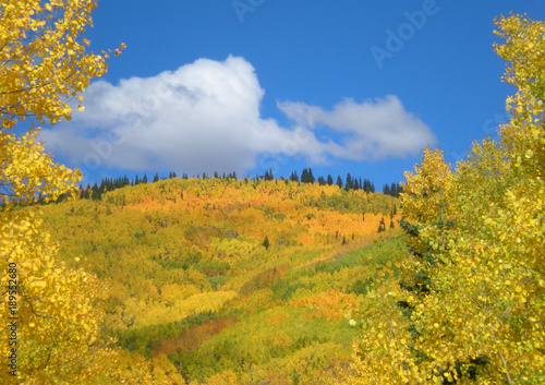 Fototapeta Naklejka Na Ścianę i Meble -  Mountainside Covered with Colorful Golden Fall Aspen Trees