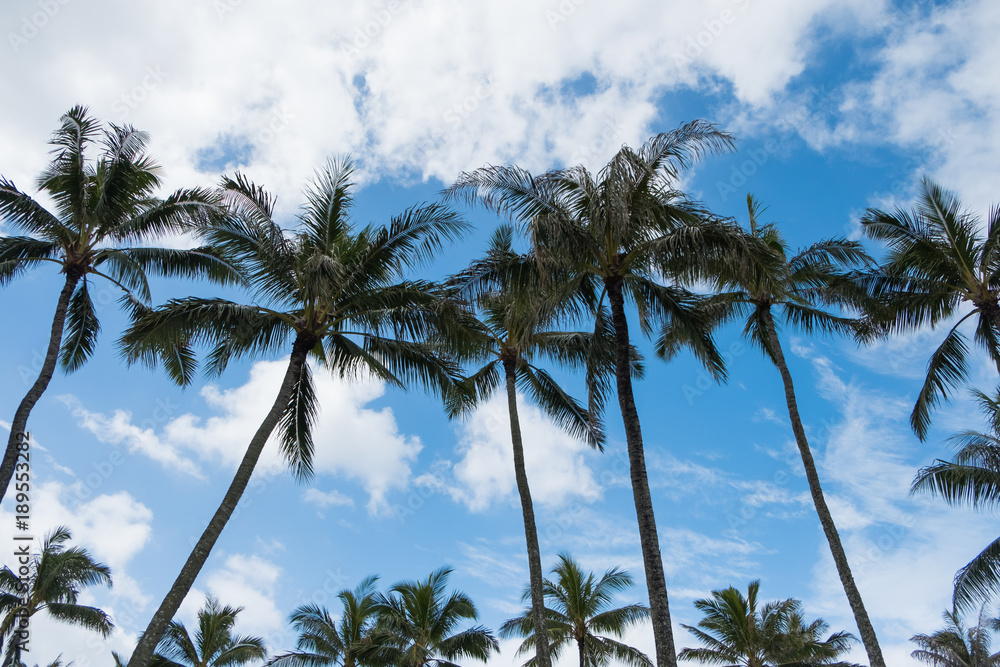 Fototapeta premium Palm Trees and Sky