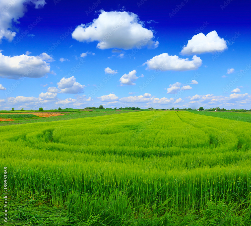 Fototapeta premium green wheat field