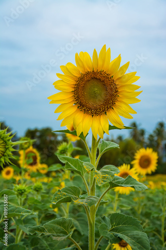 field of bloooming    landscape of Sunflower Farm