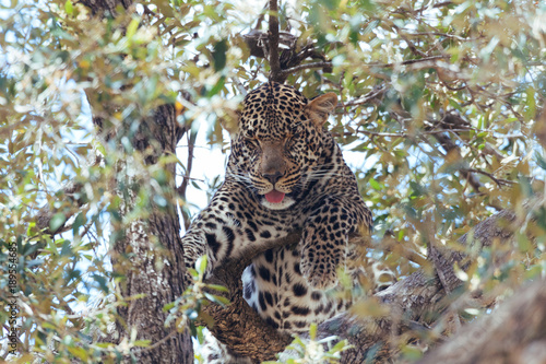 Leopard in Nature 