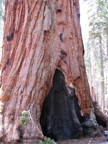 redwood tree, fire scar