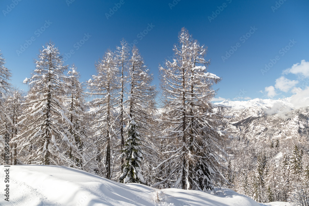 Winter landscape with fir trees Winter landscape with fir trees