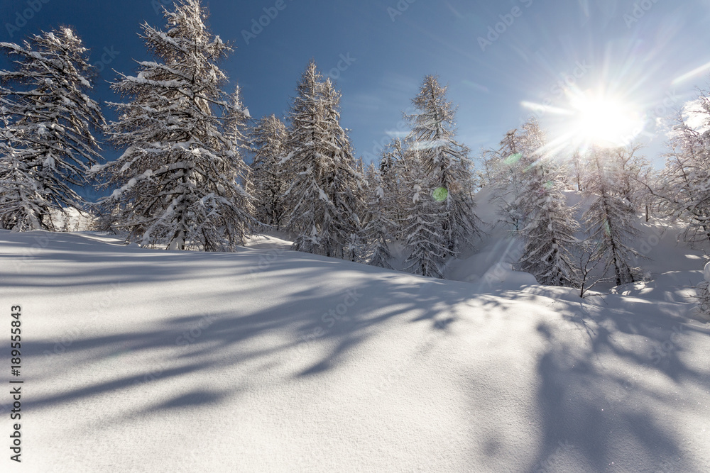 Winter landscape with fir trees Winter landscape with fir trees