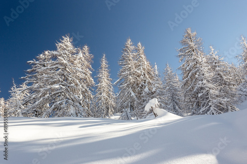 Winter landscape with fir trees