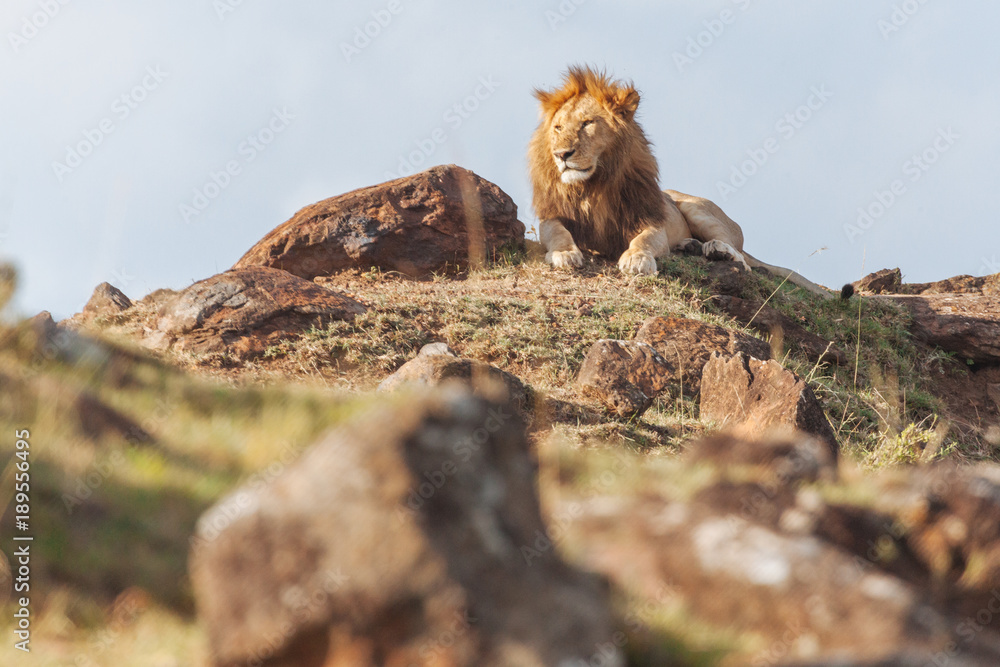 Lion  in Nature 