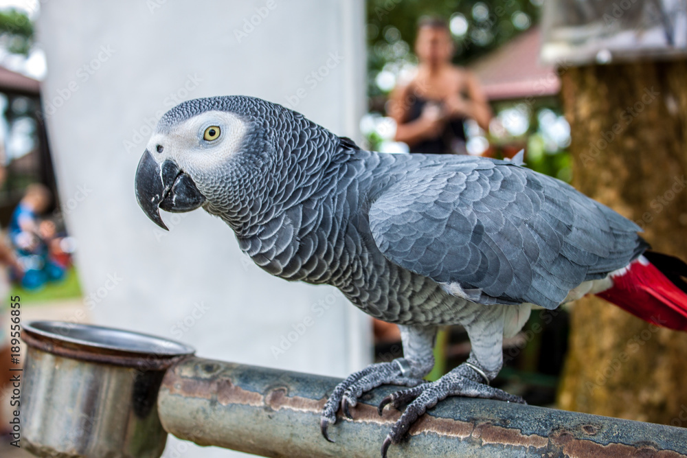 Obraz premium african parrot