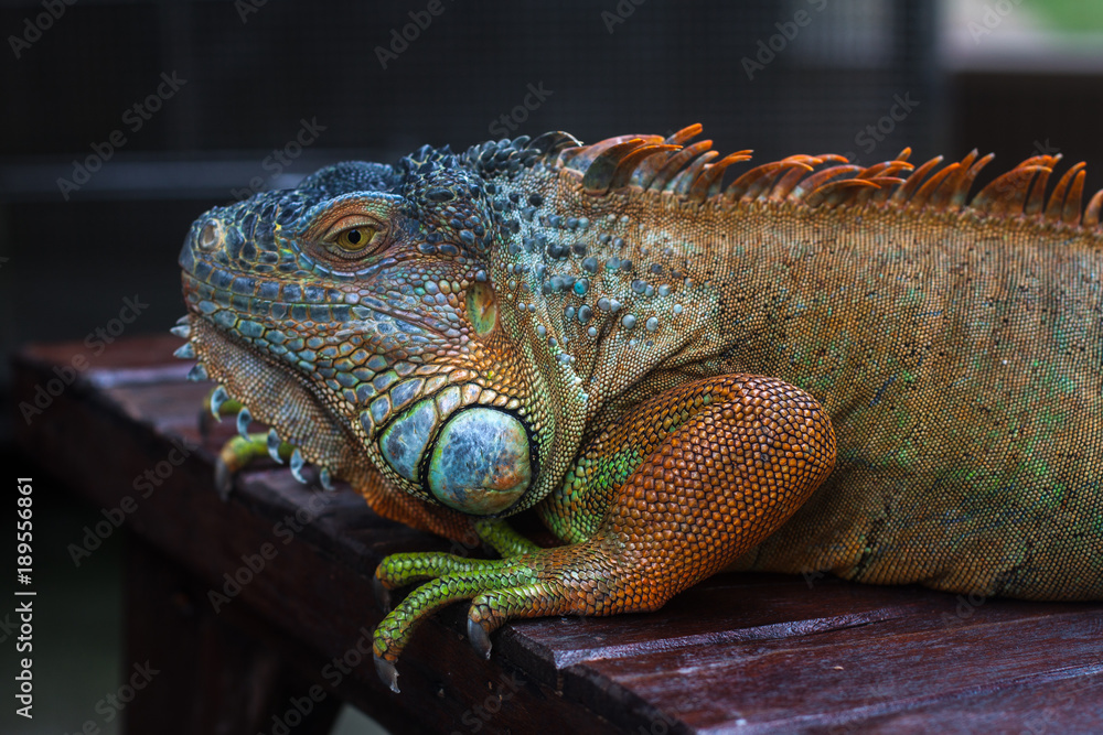 Fototapeta premium iguana