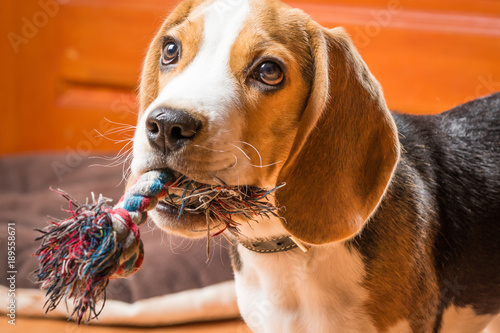 Foto Friendly hunting dog chews rope