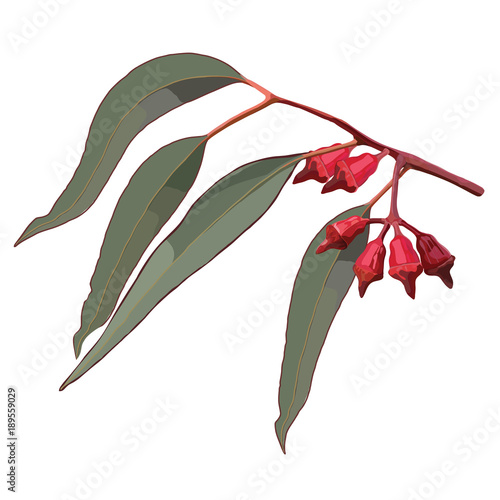Red Gum Tree Nuts with Leaves Vector photo