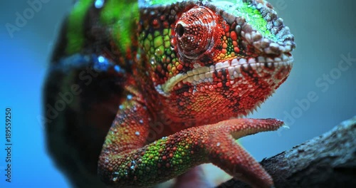 Close-up macro view of Chameleon tropical lizard with colorful textured skin walking on tree branch in tropical nature