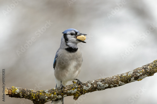 Adult Blue Jay with Peanut in Beak on Branch