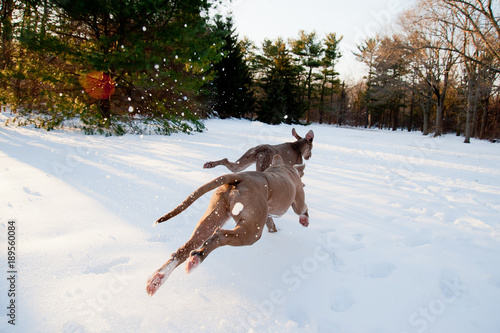 Dogs at Play: Dashing Through the Snow