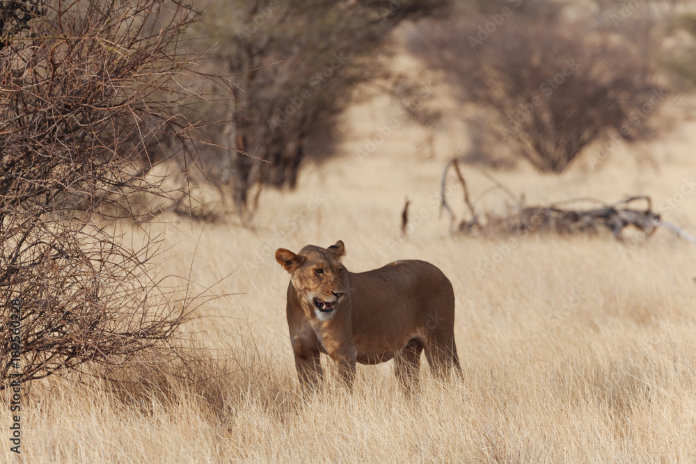 Lion in Nature Lion in Nature