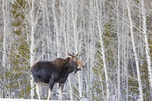 Wallpaper Mural Moose Torontodigital.ca