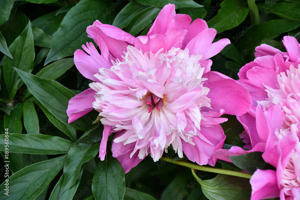 Fototapeta premium Light pink Peony
