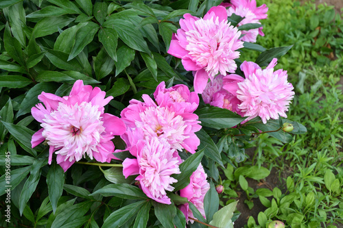 Light pink Peony