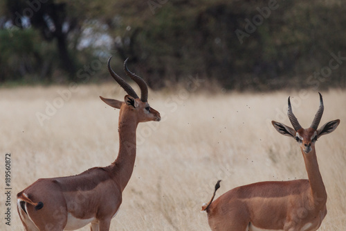Springbok in Nature