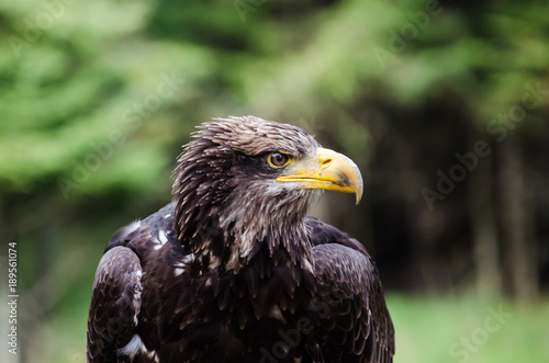 brown eagle stares at a distance