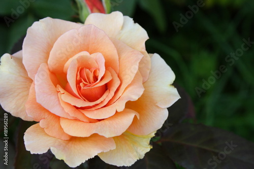 Orange Rose 'Brandy' left