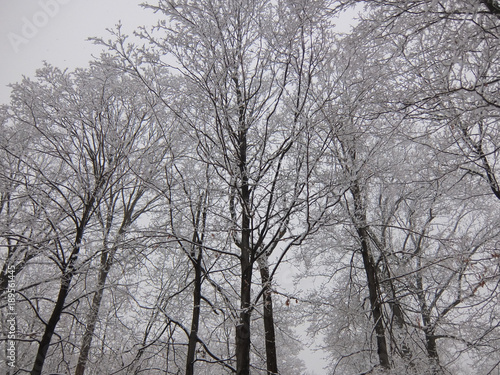 silhouetted trees covered with first snow