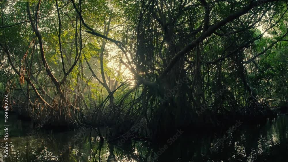 Exploring mysterious mangrove forest through dense plant vegetation. Scenic nature background with bright and warm sun light shining in camera and illuminating exotic tree branches and roots Exploring mysterious mangrove forest through dense plant vegetation. Scenic nature background with bright and warm sun light shining in camera and illuminating exotic tree branches and roots