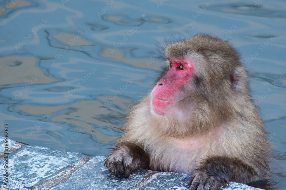 穏やかに入浴する猿 穏やかに入浴する猿