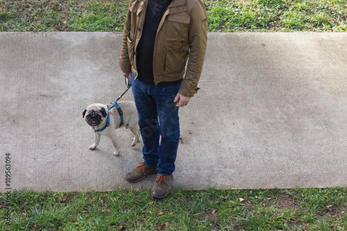 pug mops named adelheid and other pug named willie in city park photo