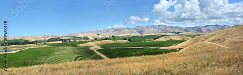 Photos Sauvignon Blanc Grape Vines in Awatere Valley Marlborough New Zealand