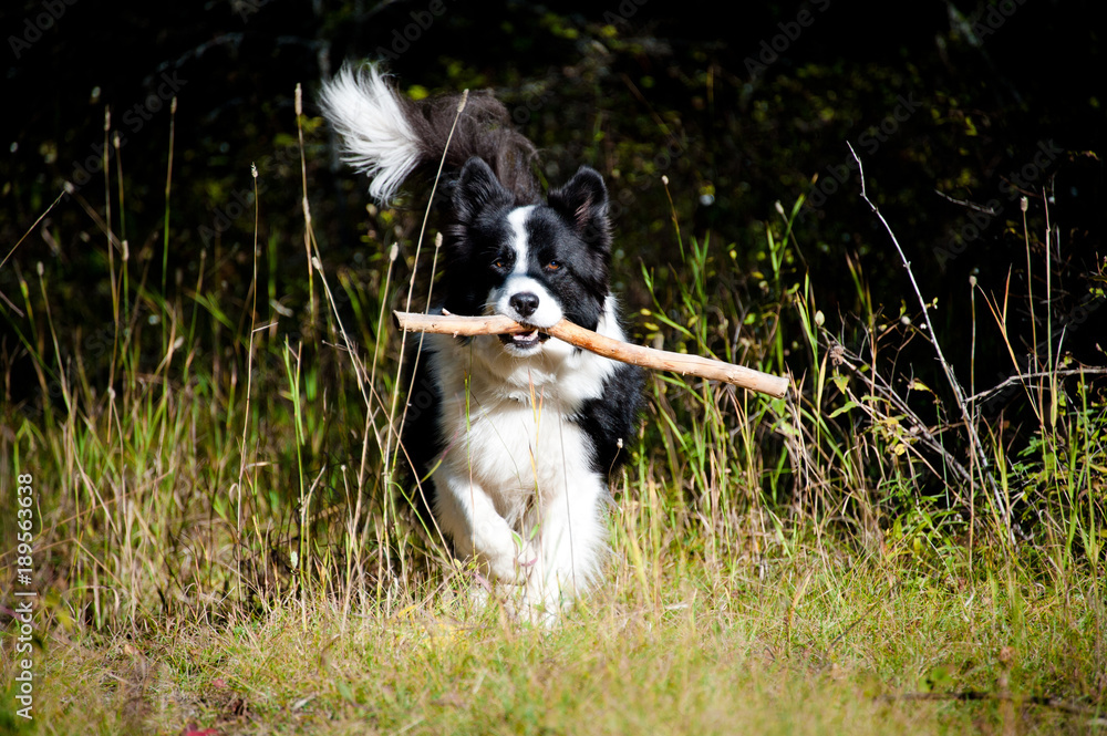 Border collie karelian top bear dog mix