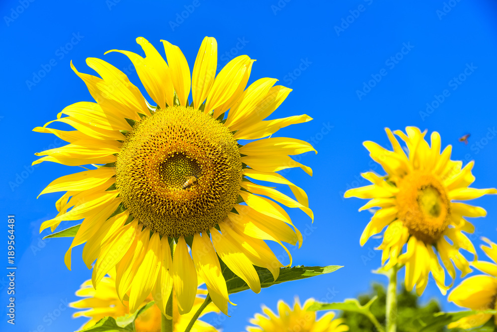 Close up sunflowers with blue sky background Close up sunflowers with blue sky background