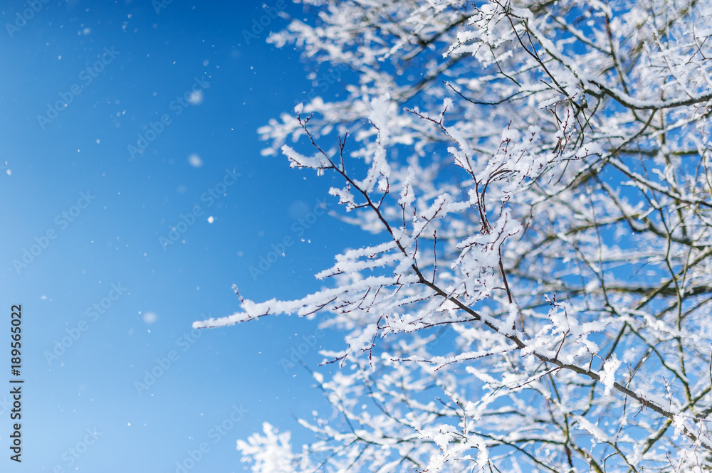 View to frozen top trees on blue sky background