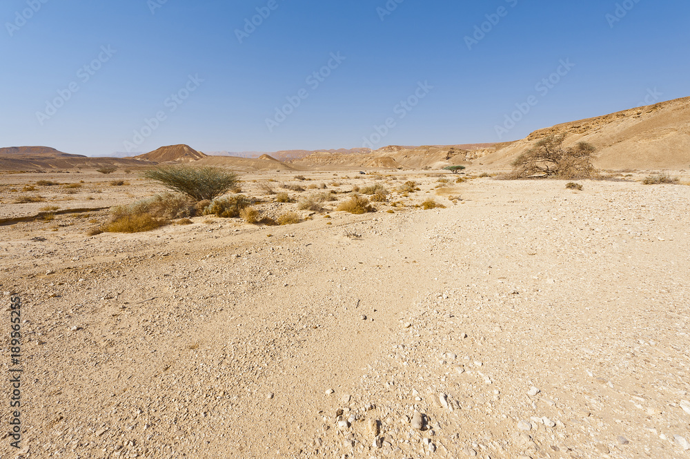 Dry tree in the infinity