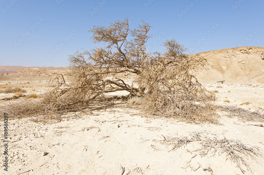 Dry tree in the infinity