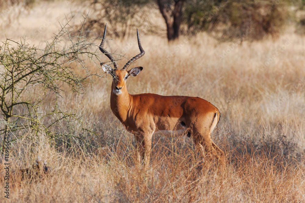 Naklejka premium Springbok in nature