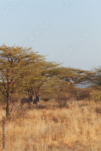 Zebra in Nature 