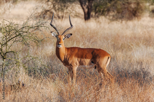 Springbok in nature 