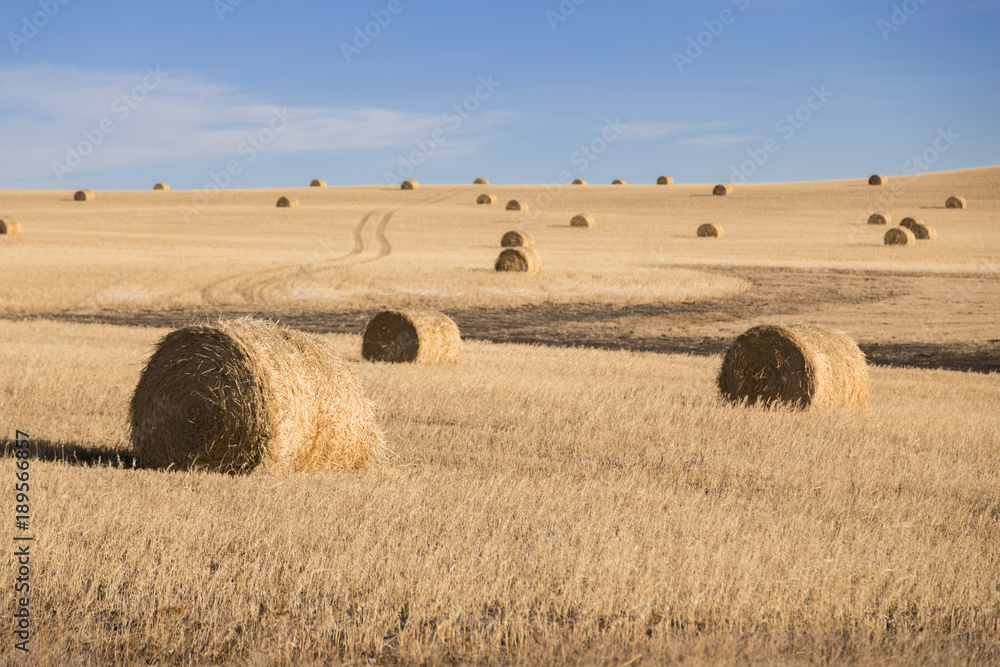 Landscape view of the farmland with hay barrels on it after harvest. Round hay bales in Calgary, Alberta, Canada.