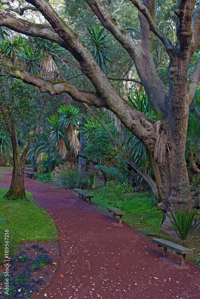 Alley in a tropical park on Sao Miguel Island, Azores, Portugal. Forest magic of large trees, palms and ground covered in moss.